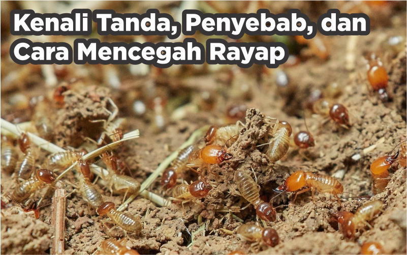 Anti Rayap Jogja